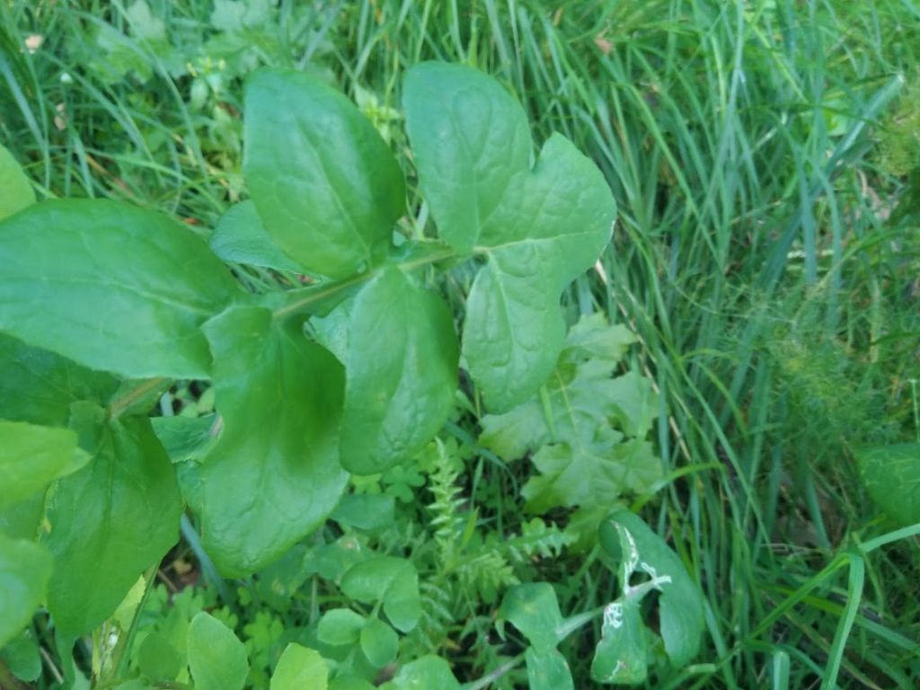 Sonchus tenerrimus / Grespino sfrangiato