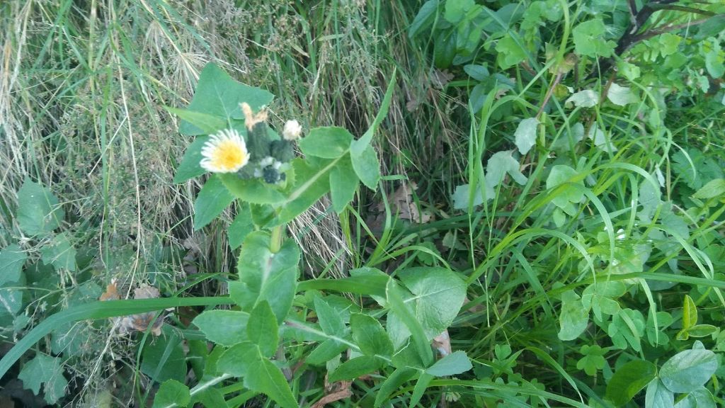 questo cos''? Sonchus sp.