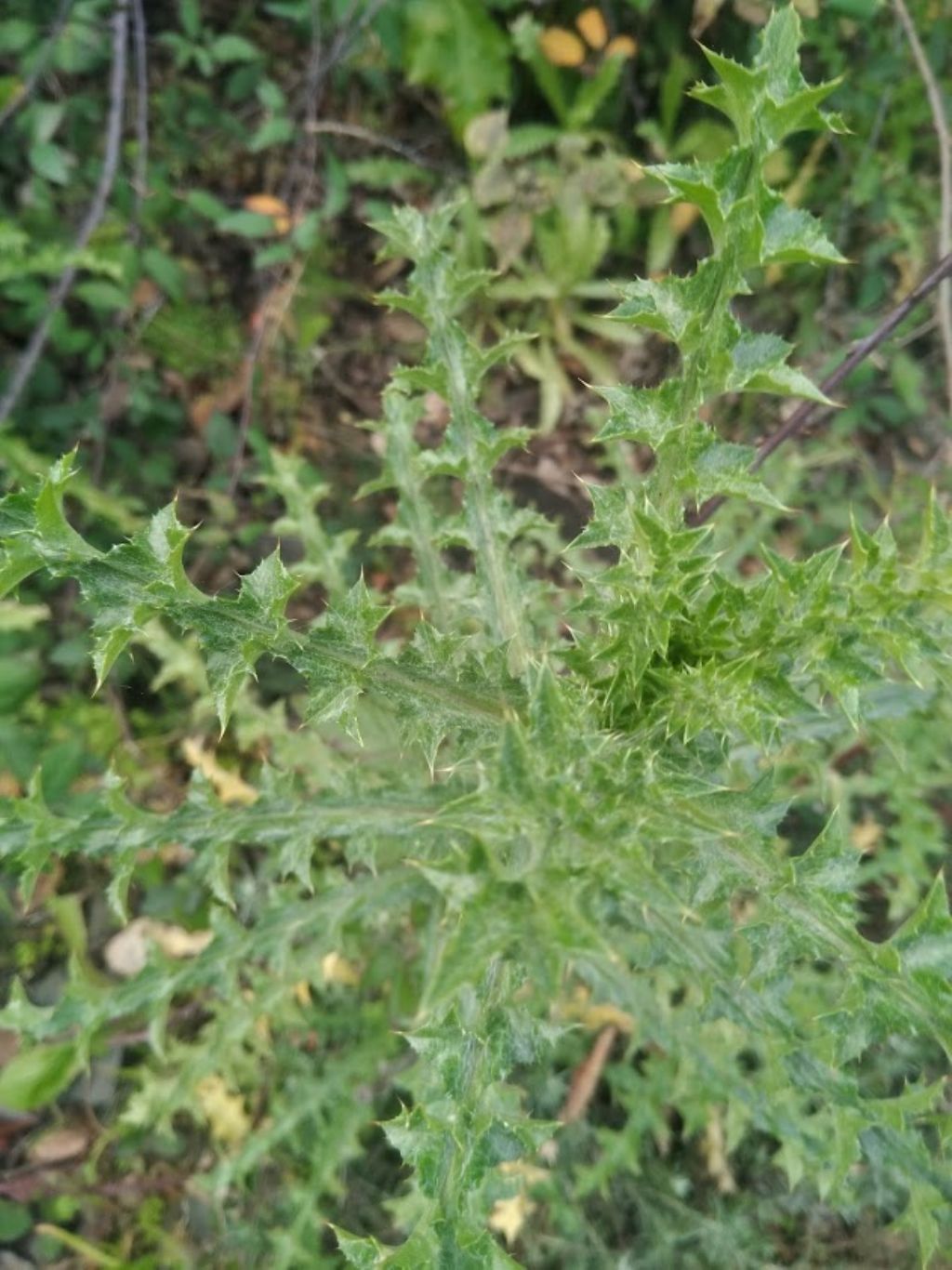 Graspigno spinoso (Sonchus asper)?   No,... cfr. Carlina sp. (?)