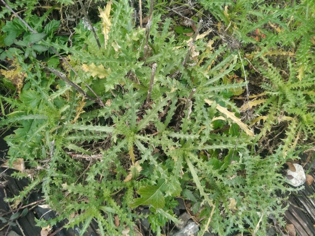 Graspigno spinoso (Sonchus asper)?   No,... cfr. Carlina sp. (?)