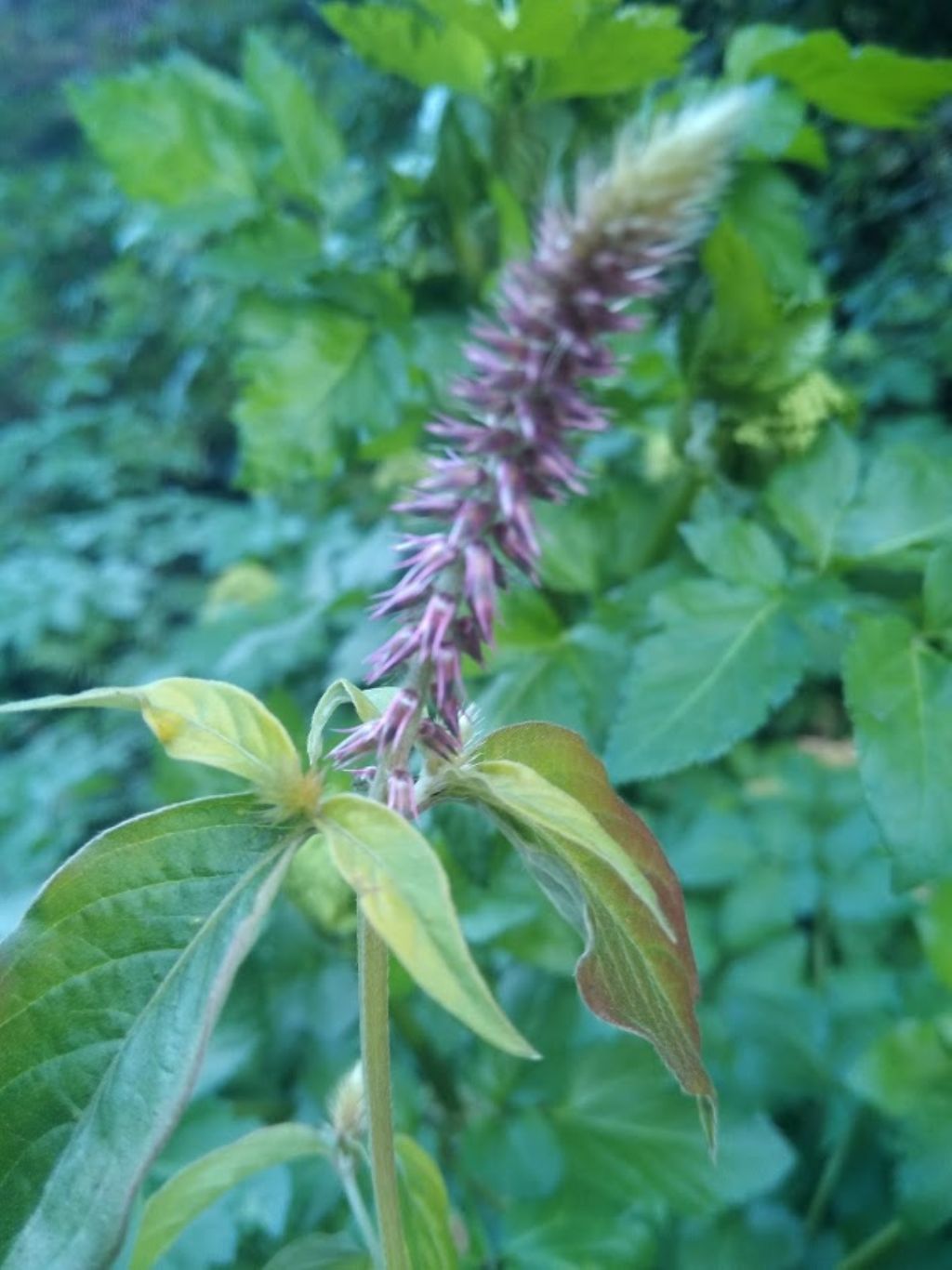 Amaranthus sp.