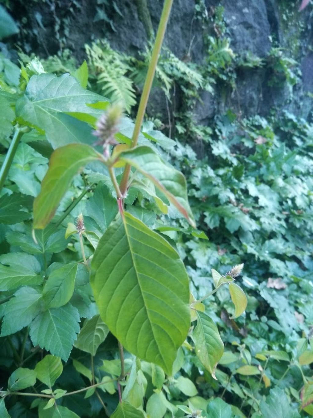 Amaranthus sp.
