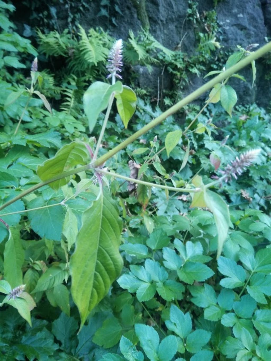 Amaranthus sp.