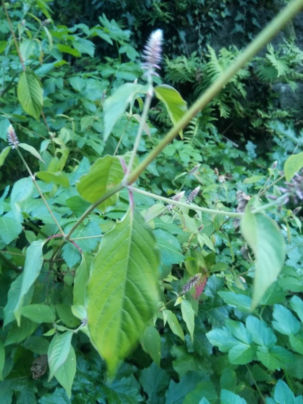 Amaranthus sp.