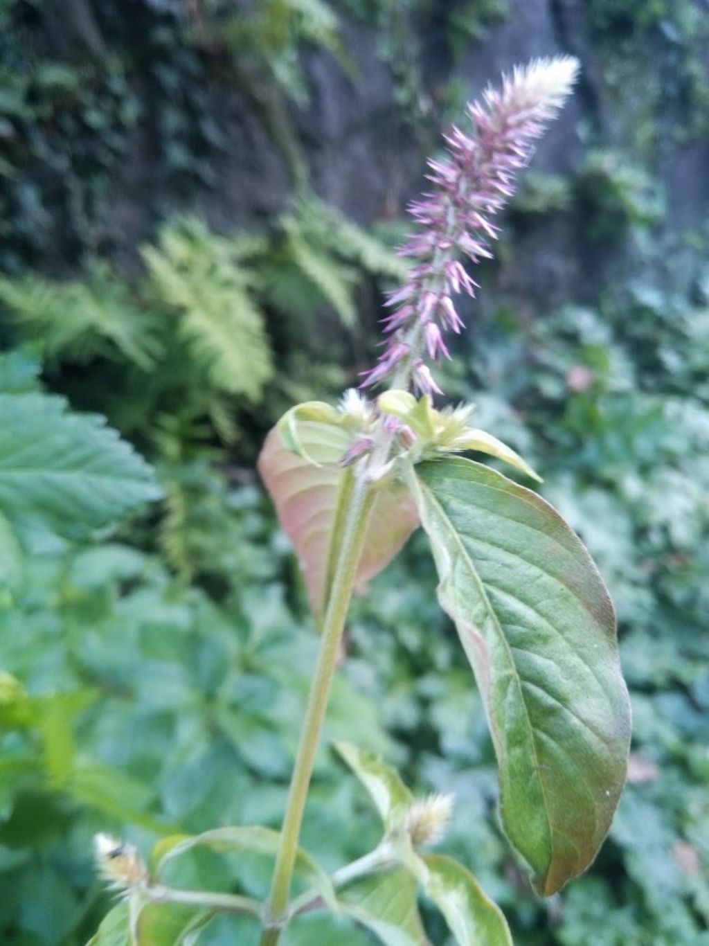 Amaranthus sp.