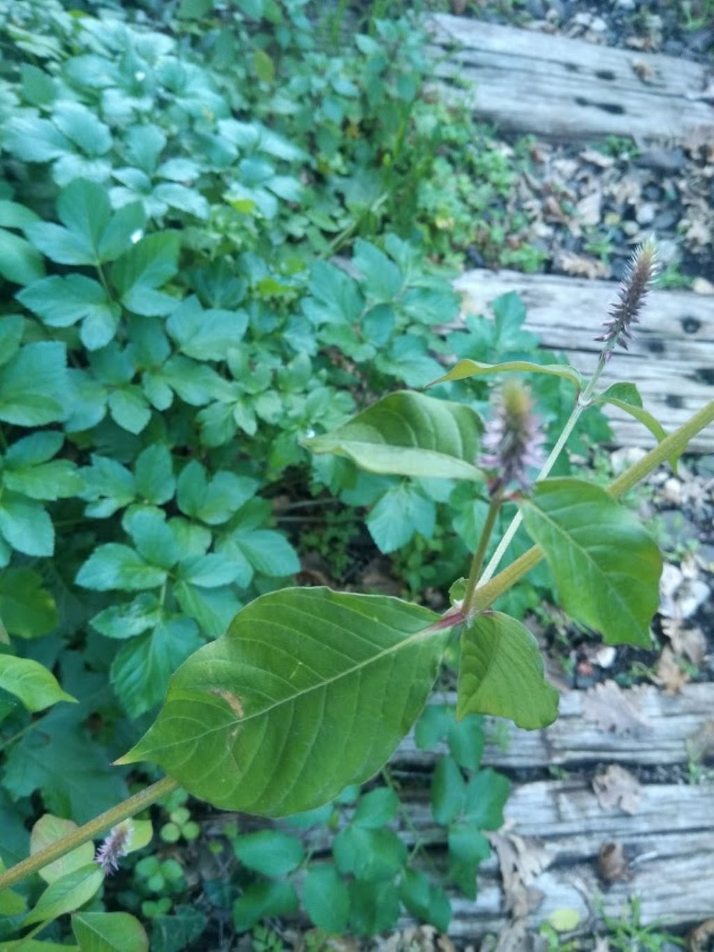 Amaranthus sp.