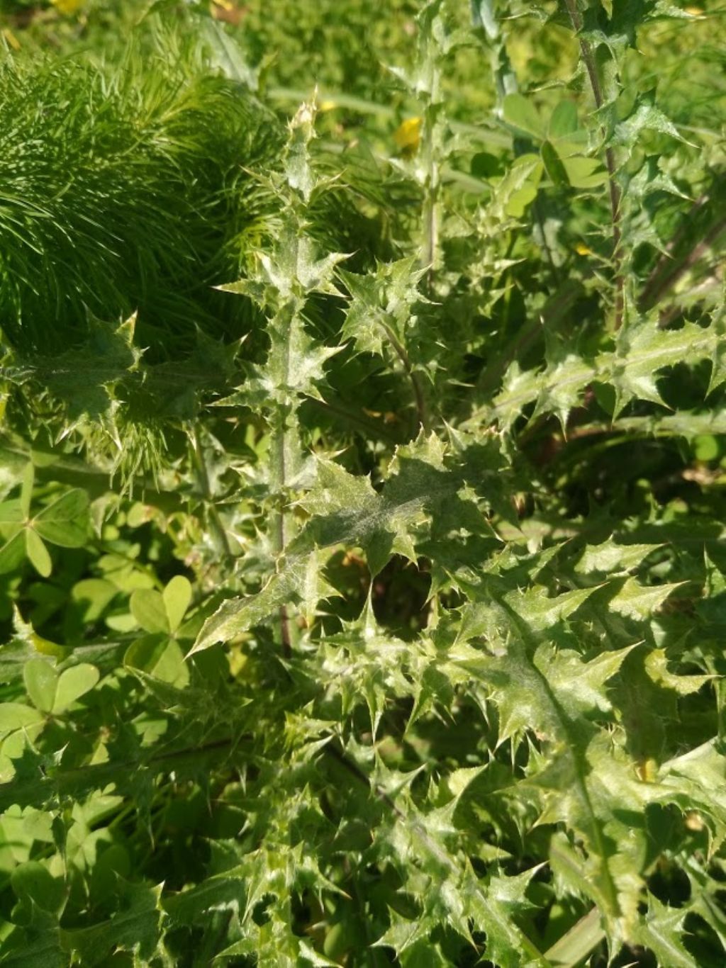 Graspigno spinoso (Sonchus asper)?   No,... cfr. Carlina sp. (?)