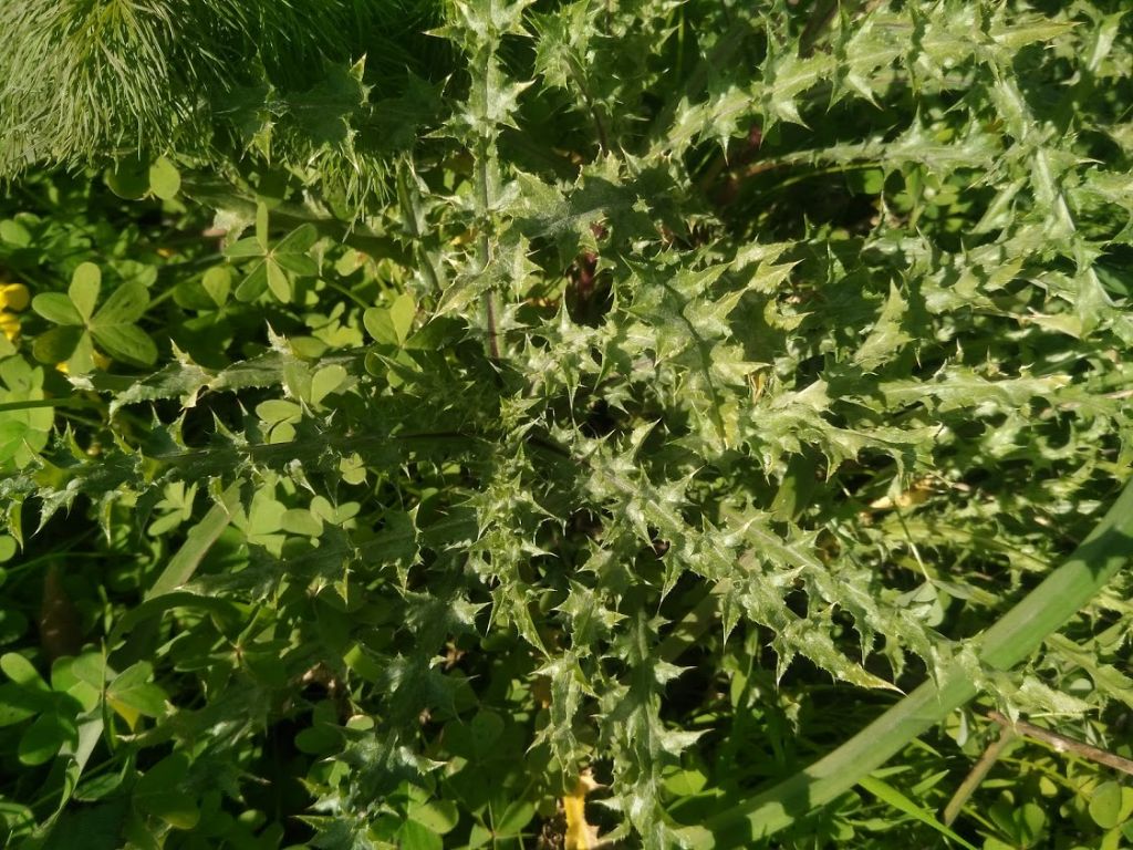 Graspigno spinoso (Sonchus asper)?   No,... cfr. Carlina sp. (?)