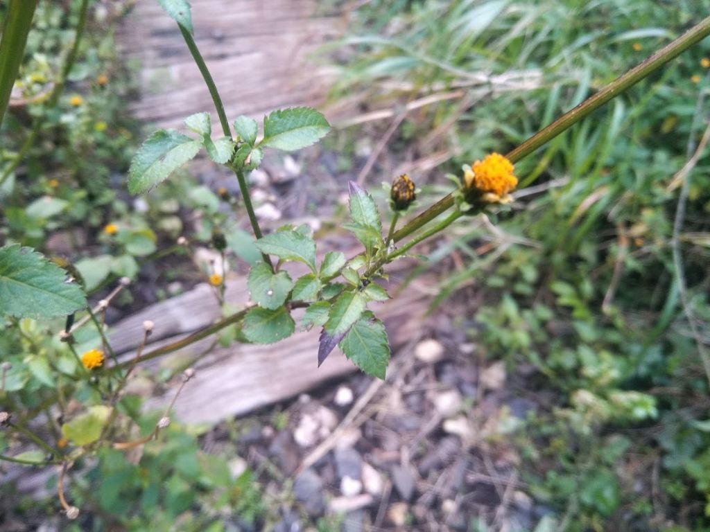 Bidens frondosus