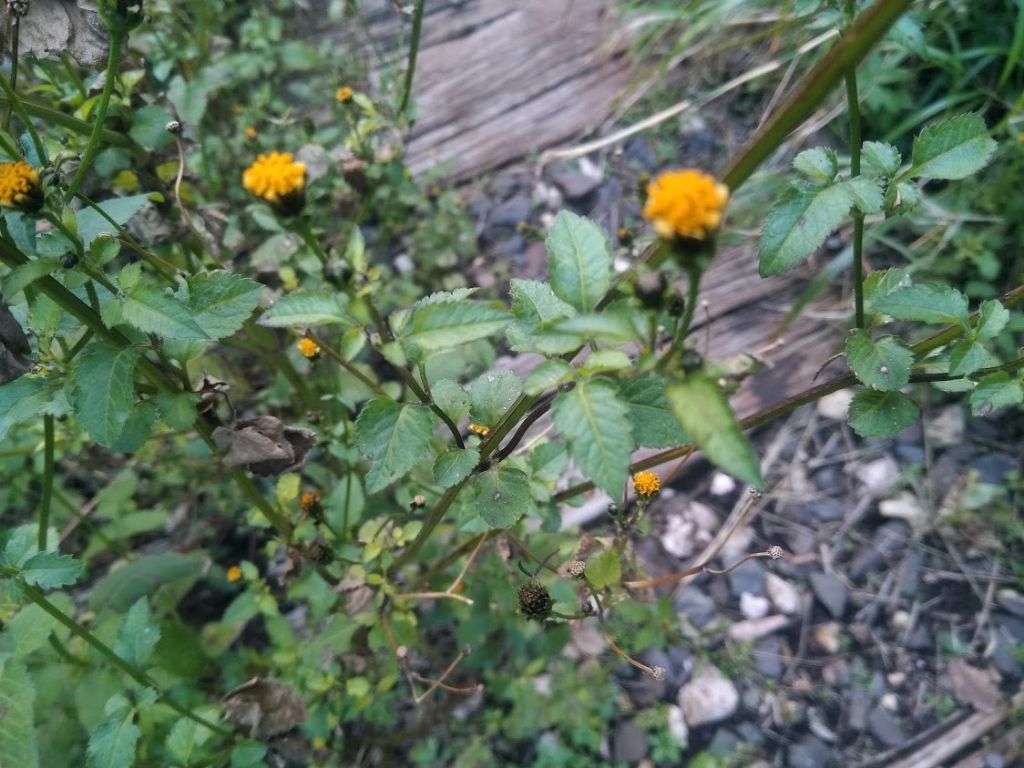 Bidens frondosus