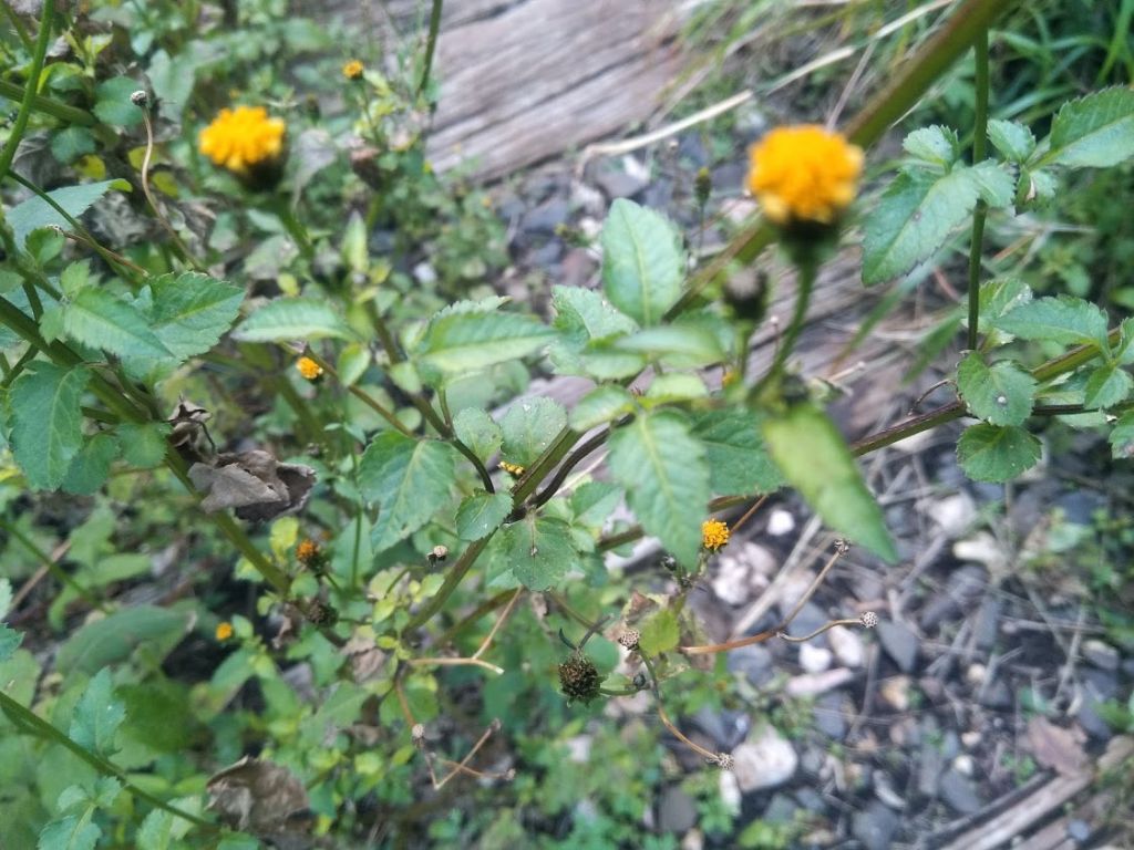 Bidens frondosus