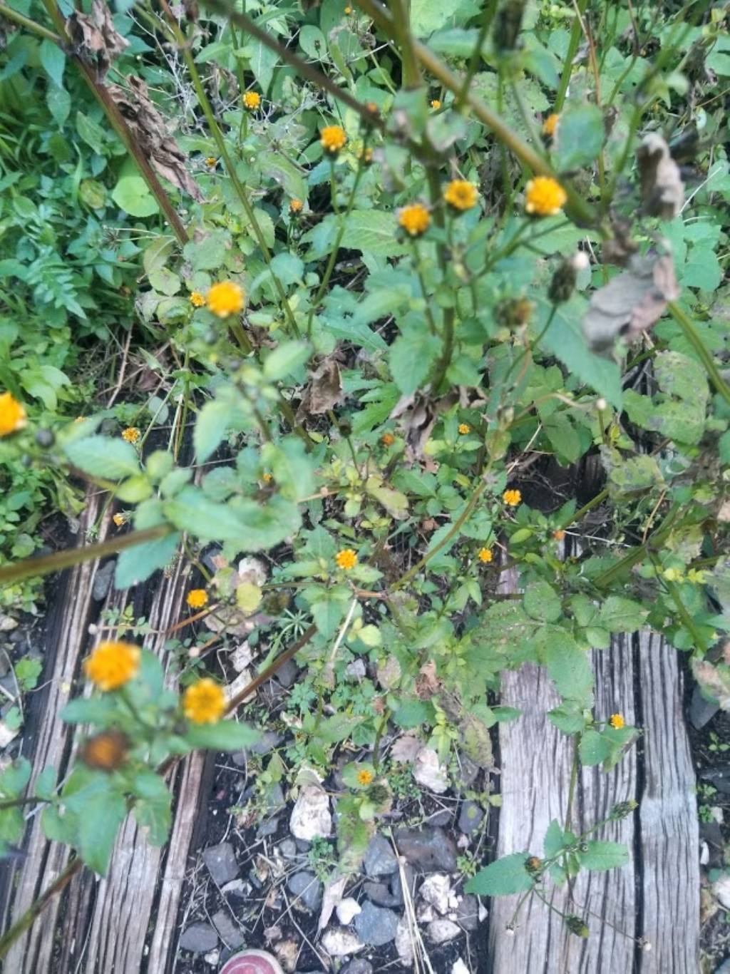 Bidens frondosus