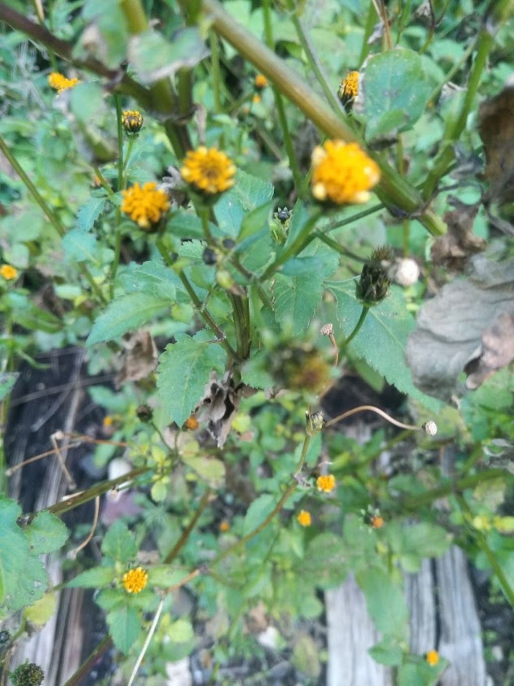 Bidens frondosus