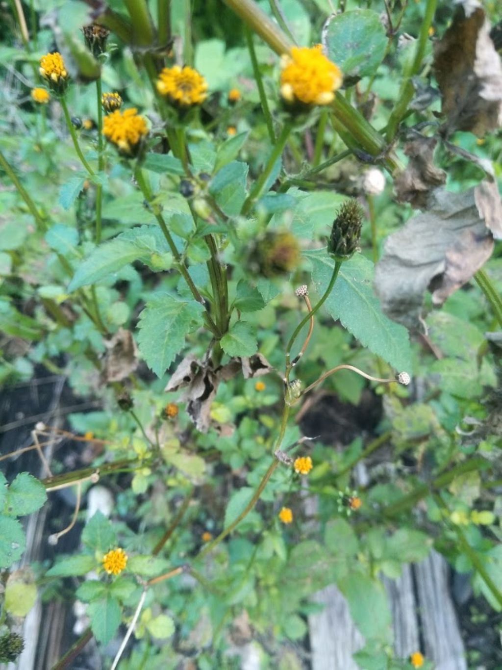 Bidens frondosus