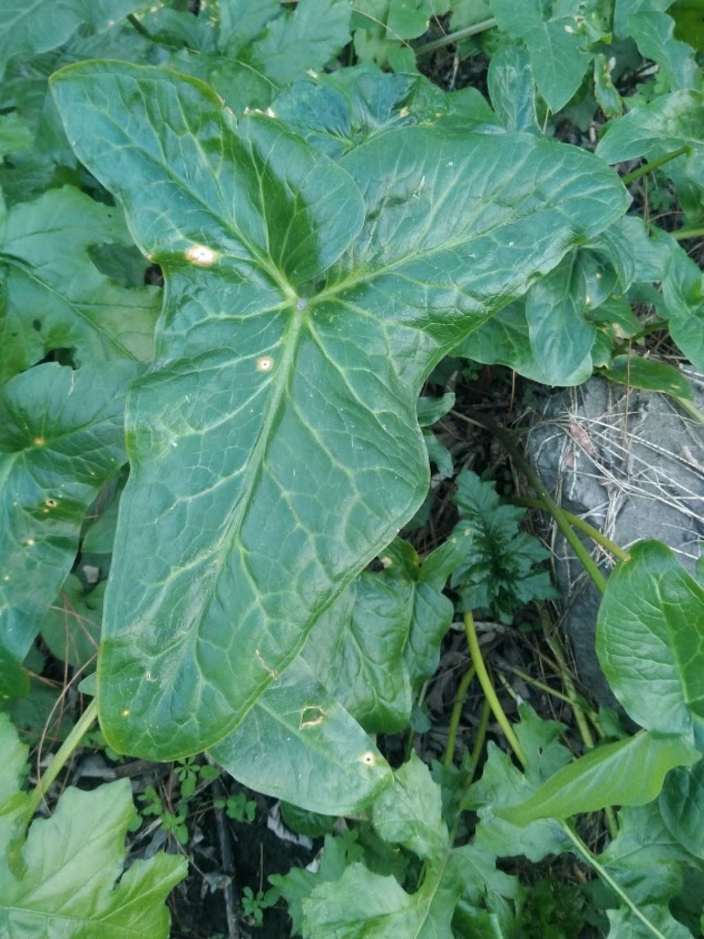 Arum italicum