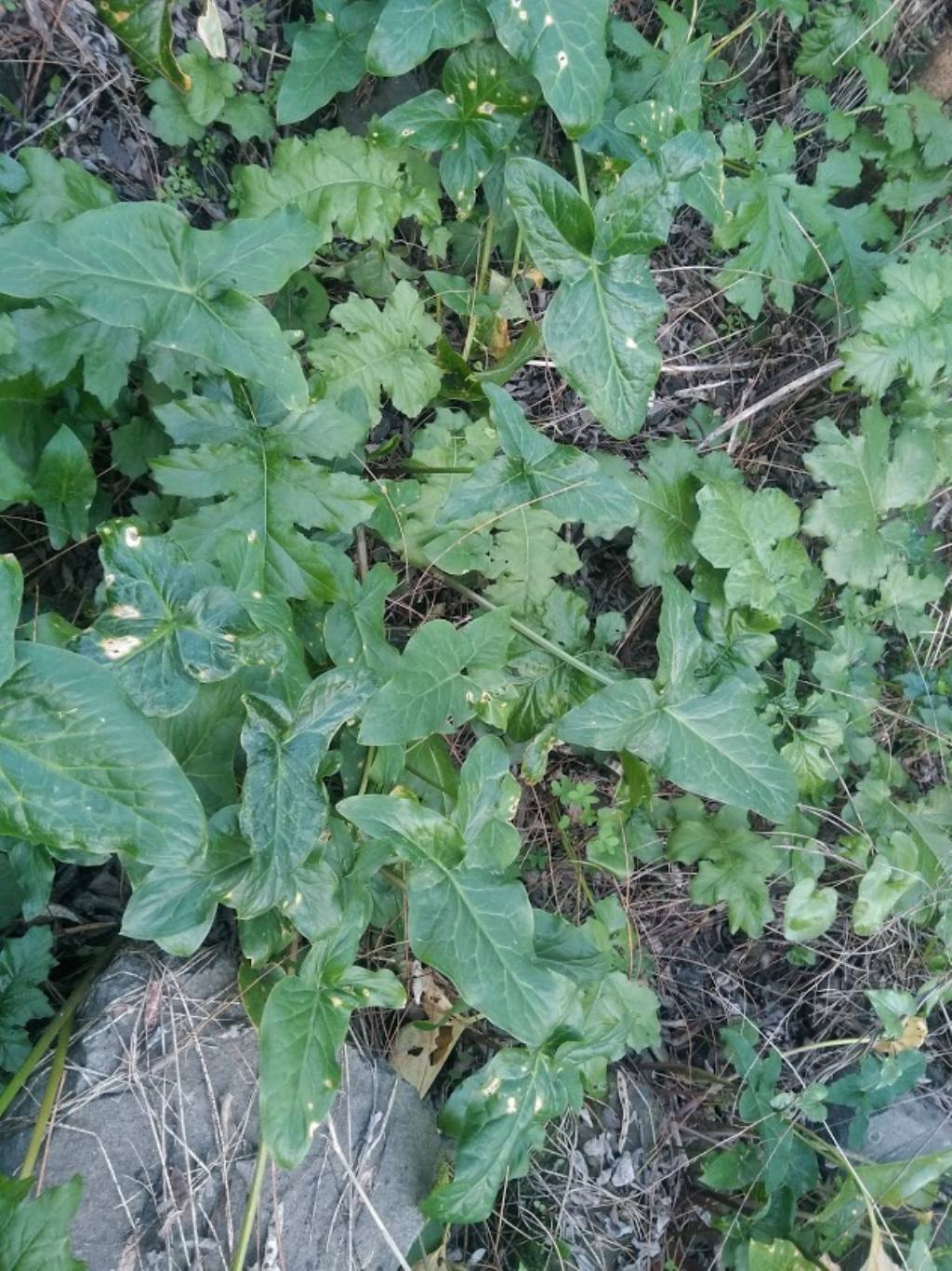 Arum italicum