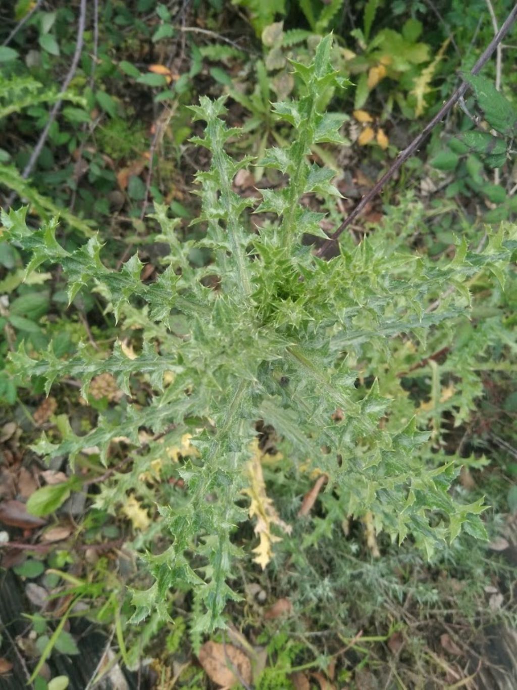 Graspigno spinoso (Sonchus asper)?   No,... cfr. Carlina sp. (?)