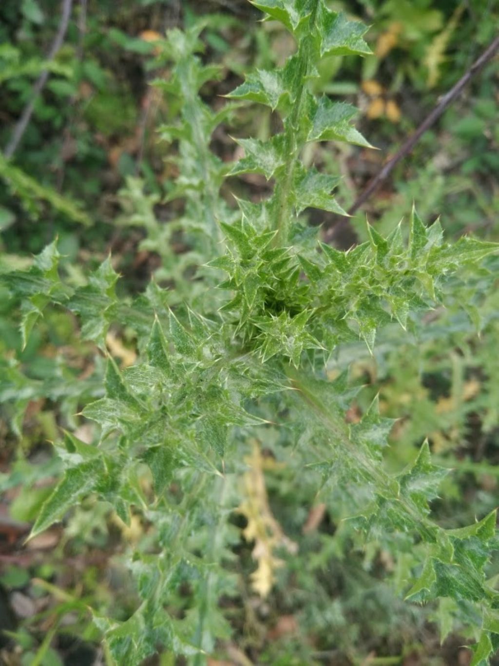 Graspigno spinoso (Sonchus asper)?   No,... cfr. Carlina sp. (?)