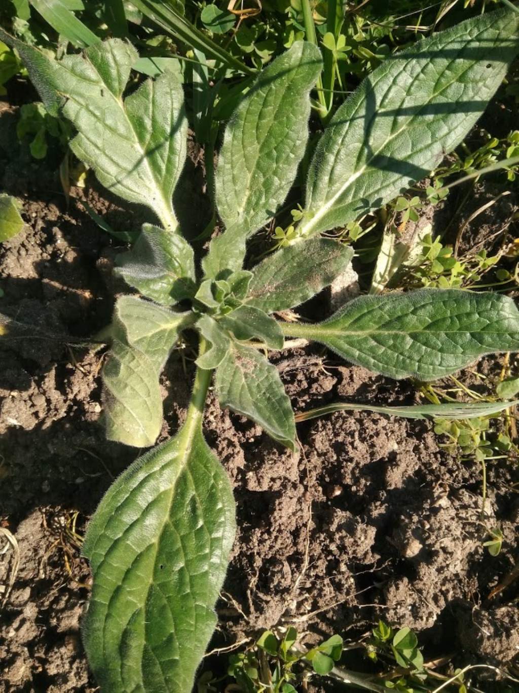 Borragine? No, Heliotropium sp. (Boraginaceae)