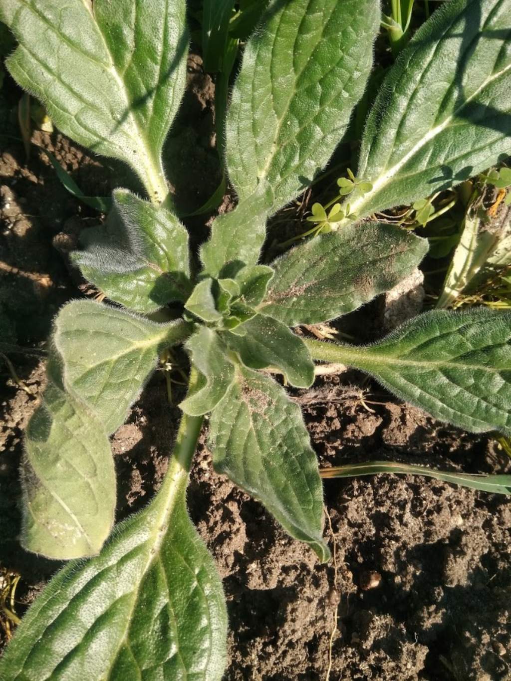 Borragine? No, Heliotropium sp. (Boraginaceae)