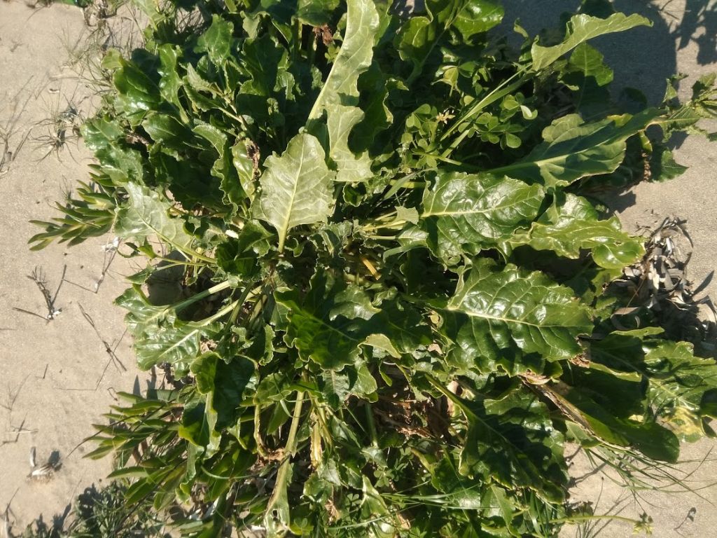 Beta vulgaris / Bietola