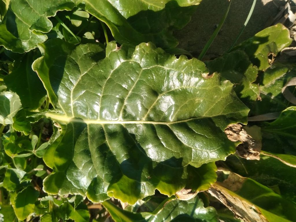 Beta vulgaris / Bietola