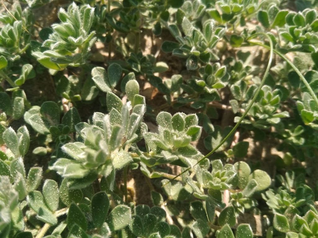 Lotus creticus (Fabaceae)