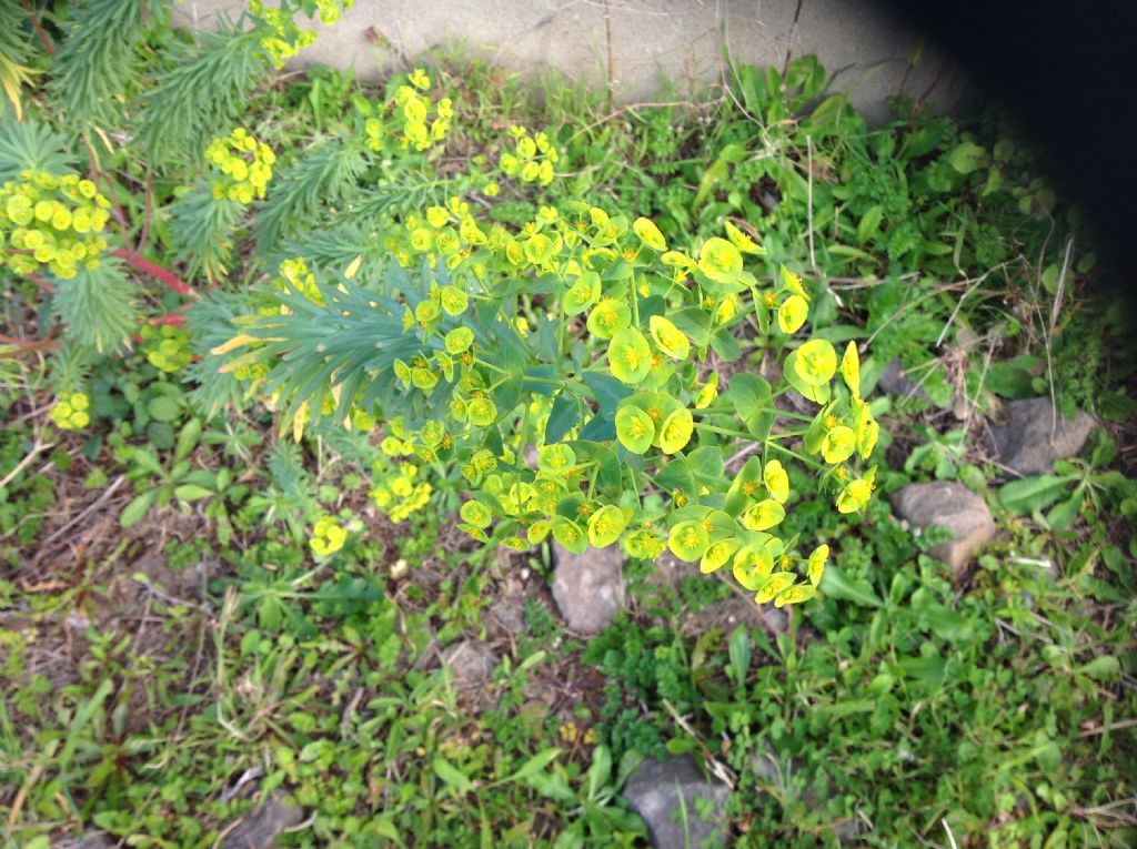 Che specie di Euphorbia ?  Euphorbia segetalis