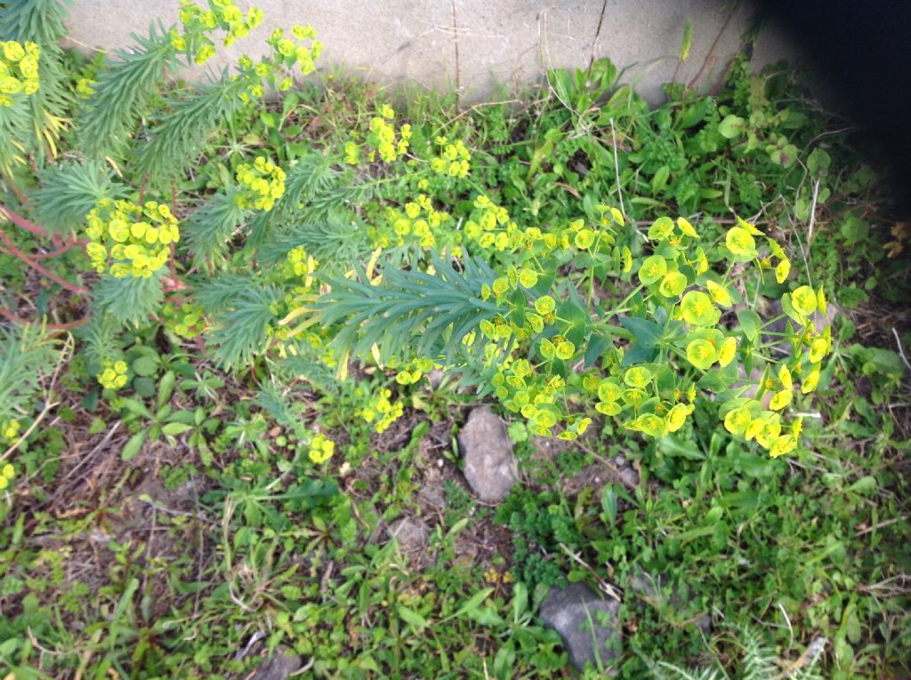 Che specie di Euphorbia ?  Euphorbia segetalis