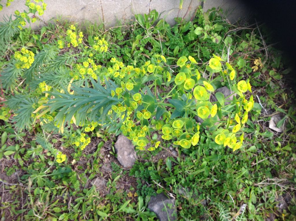 Che specie di Euphorbia ?  Euphorbia segetalis