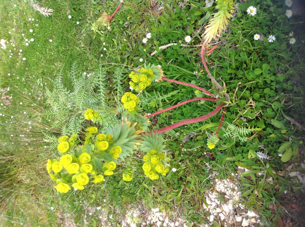 Che specie di Euphorbia ?  Euphorbia segetalis