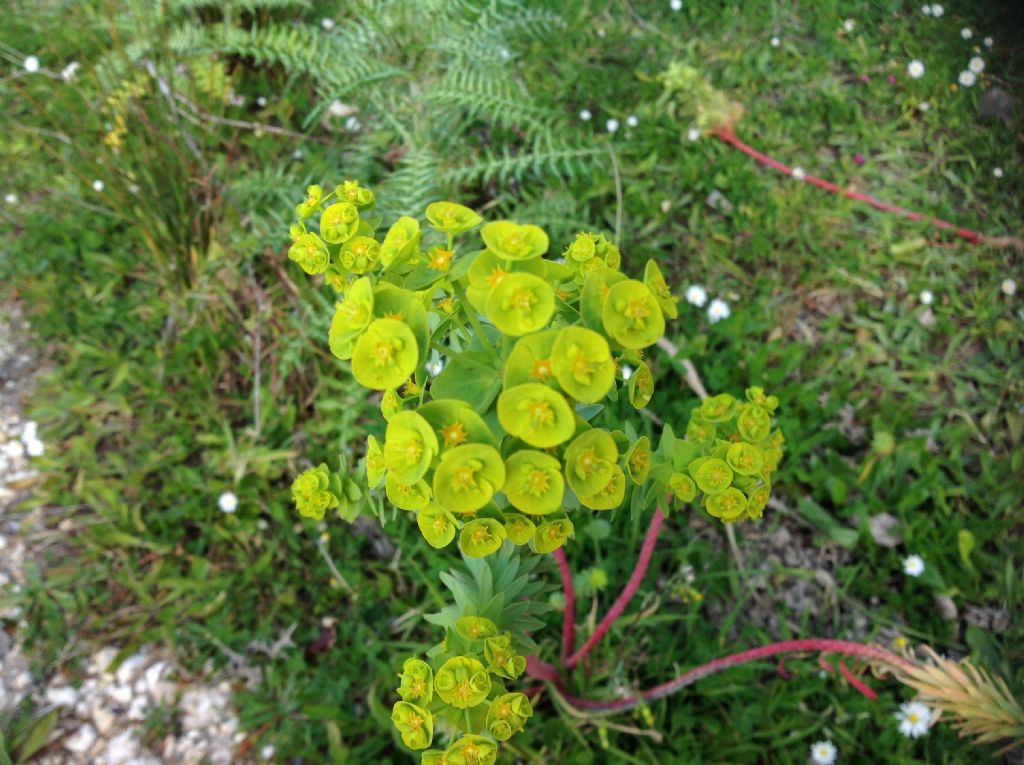 Che specie di Euphorbia ?  Euphorbia segetalis