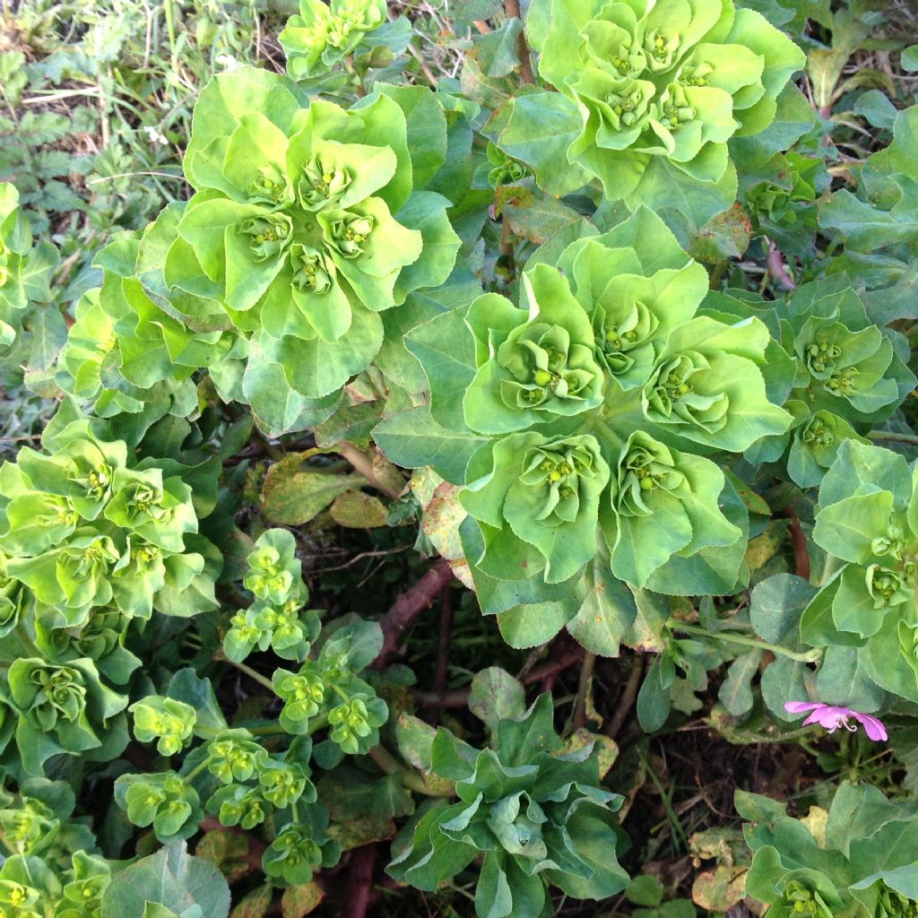 Euphorbia helioscopica?  S !