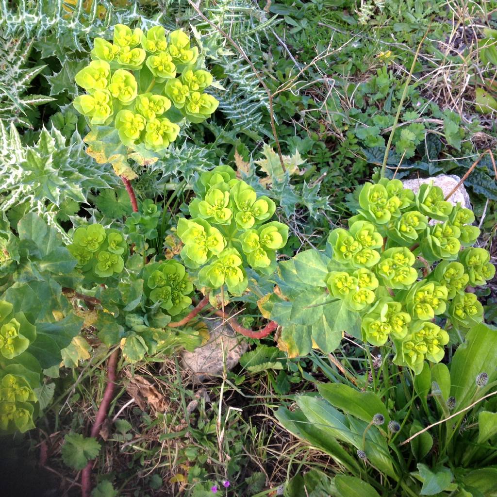 Euphorbia helioscopica?  S !