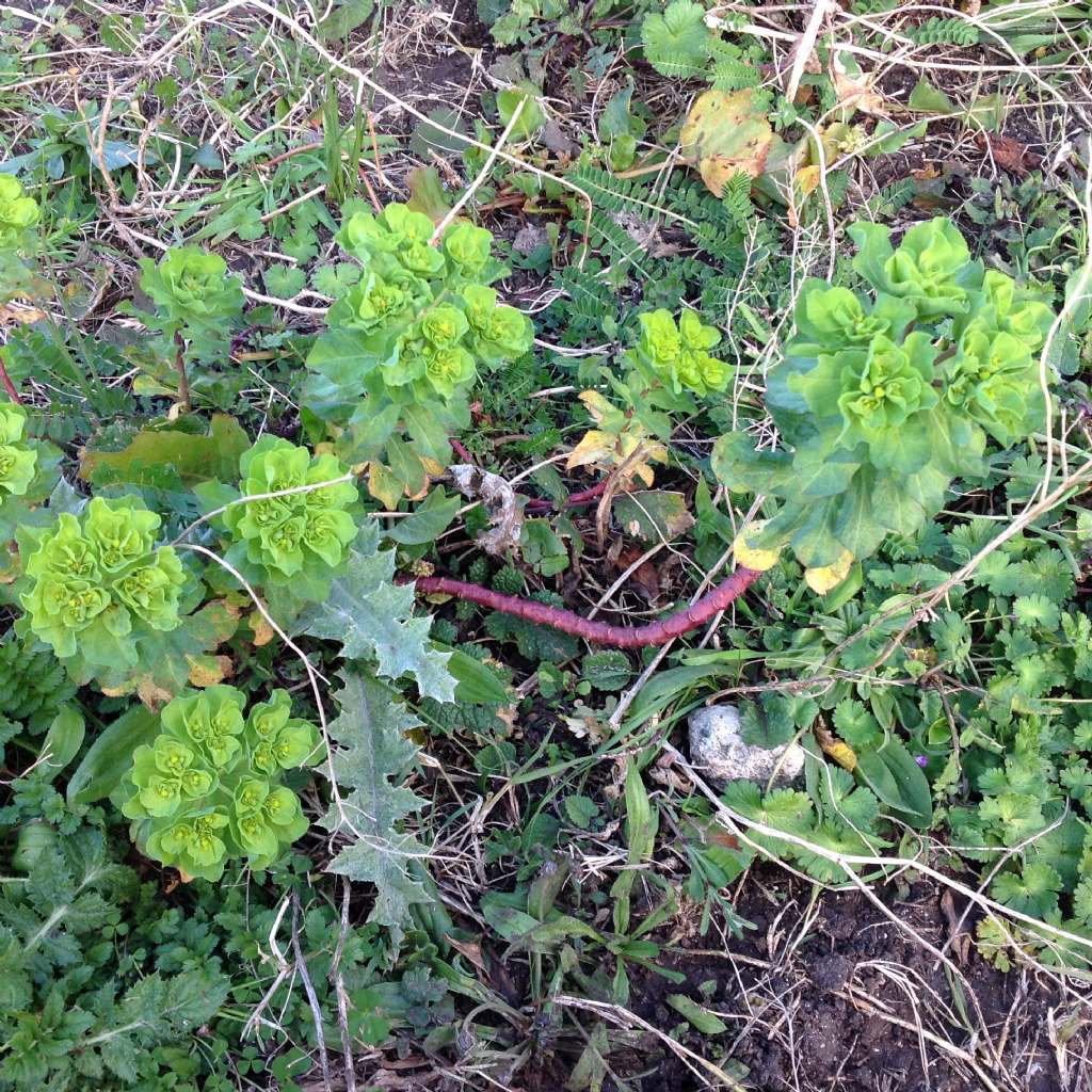 Euphorbia helioscopica?  S !