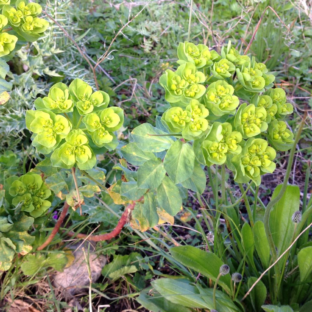 Euphorbia helioscopica?  S !