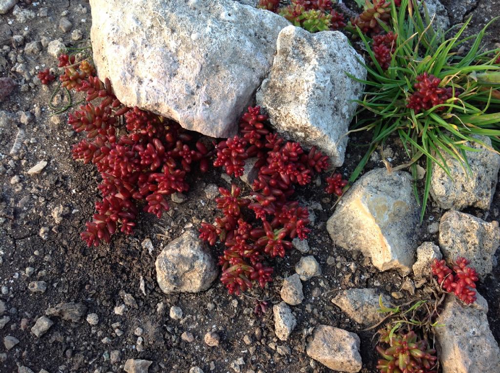 Di che si tratta?  Sedum caeruleum e Sedum caspitosum