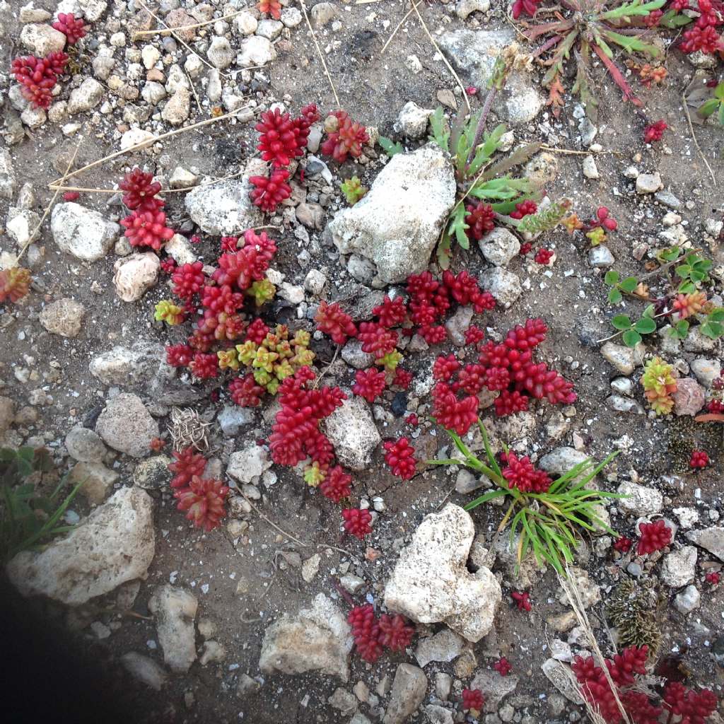 Di che si tratta?  Sedum caeruleum e Sedum caspitosum