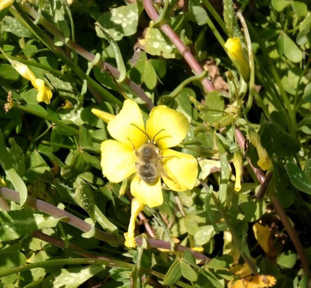 Anthophora? No, Eucera sp. (Apidae)