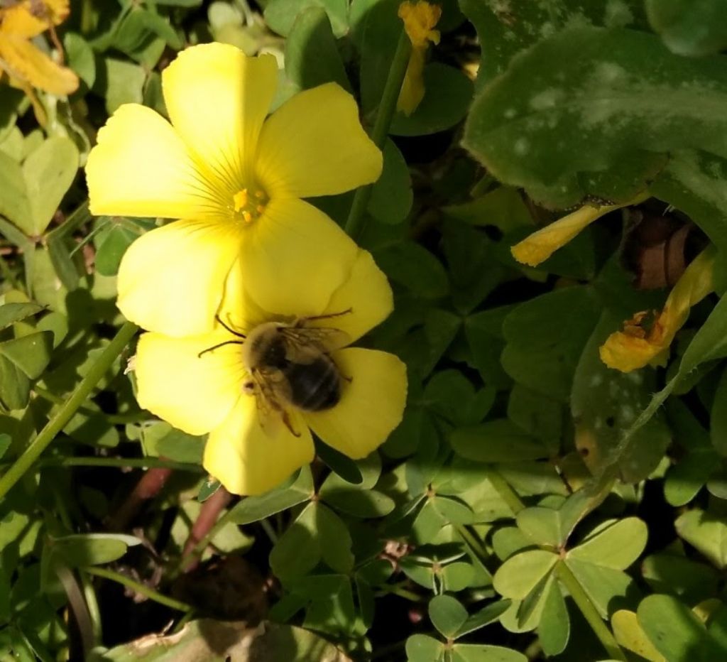 Anthophora? No, Eucera sp. (Apidae)