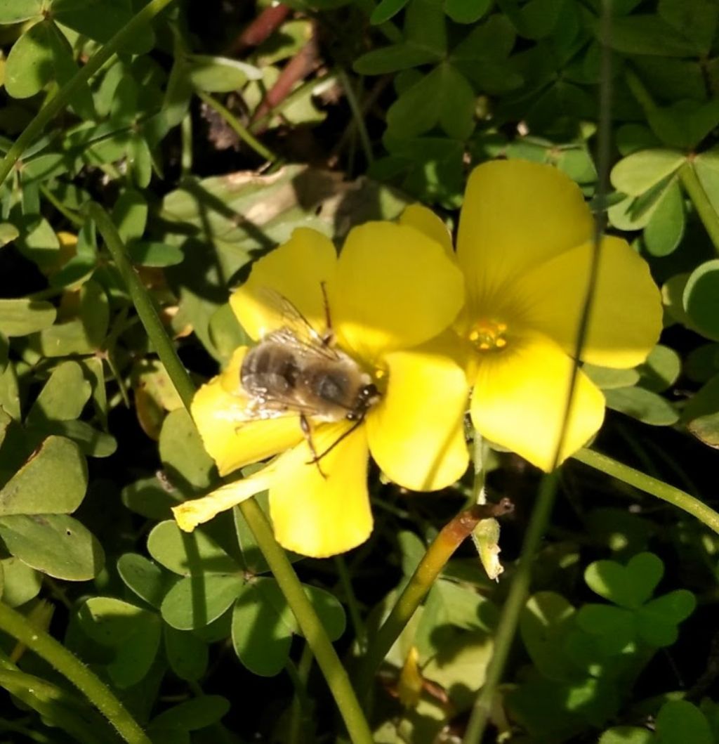 Anthophora? No, Eucera sp. (Apidae)