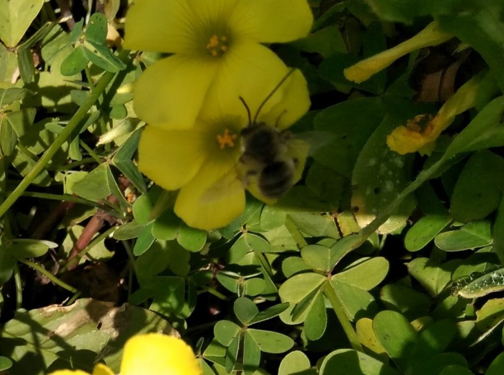 Anthophora? No, Eucera sp. (Apidae)