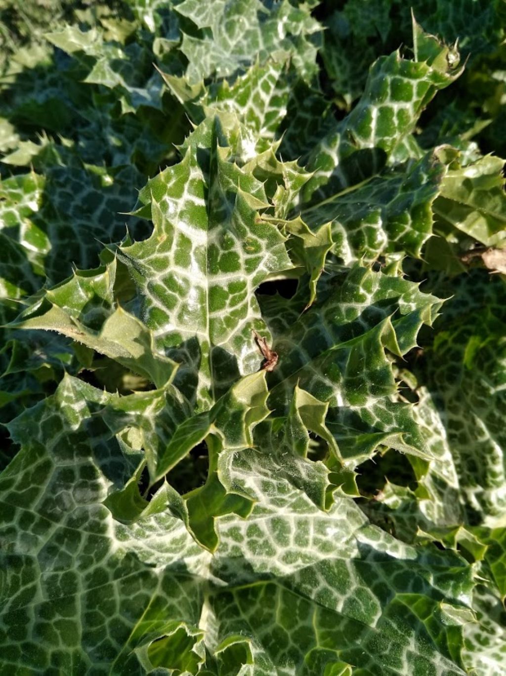 Silybum marianum / Cardo mariano (Asteraceae)