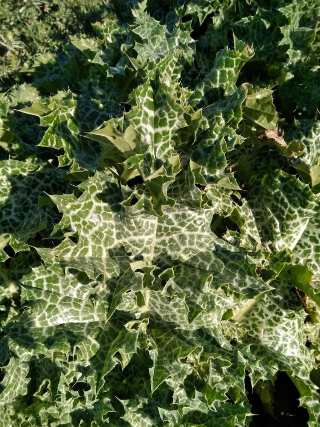 Silybum marianum / Cardo mariano (Asteraceae)