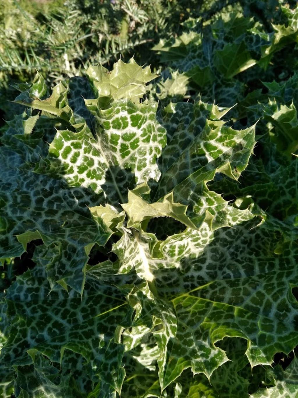 Silybum marianum / Cardo mariano (Asteraceae)