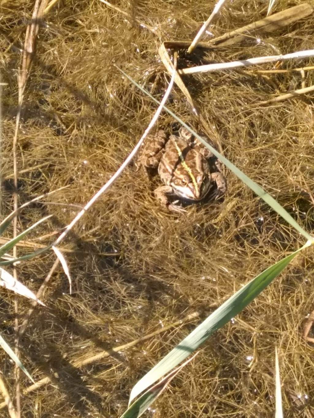 cosa  questo anfibio? Pelophylax sp. (Sicilia)