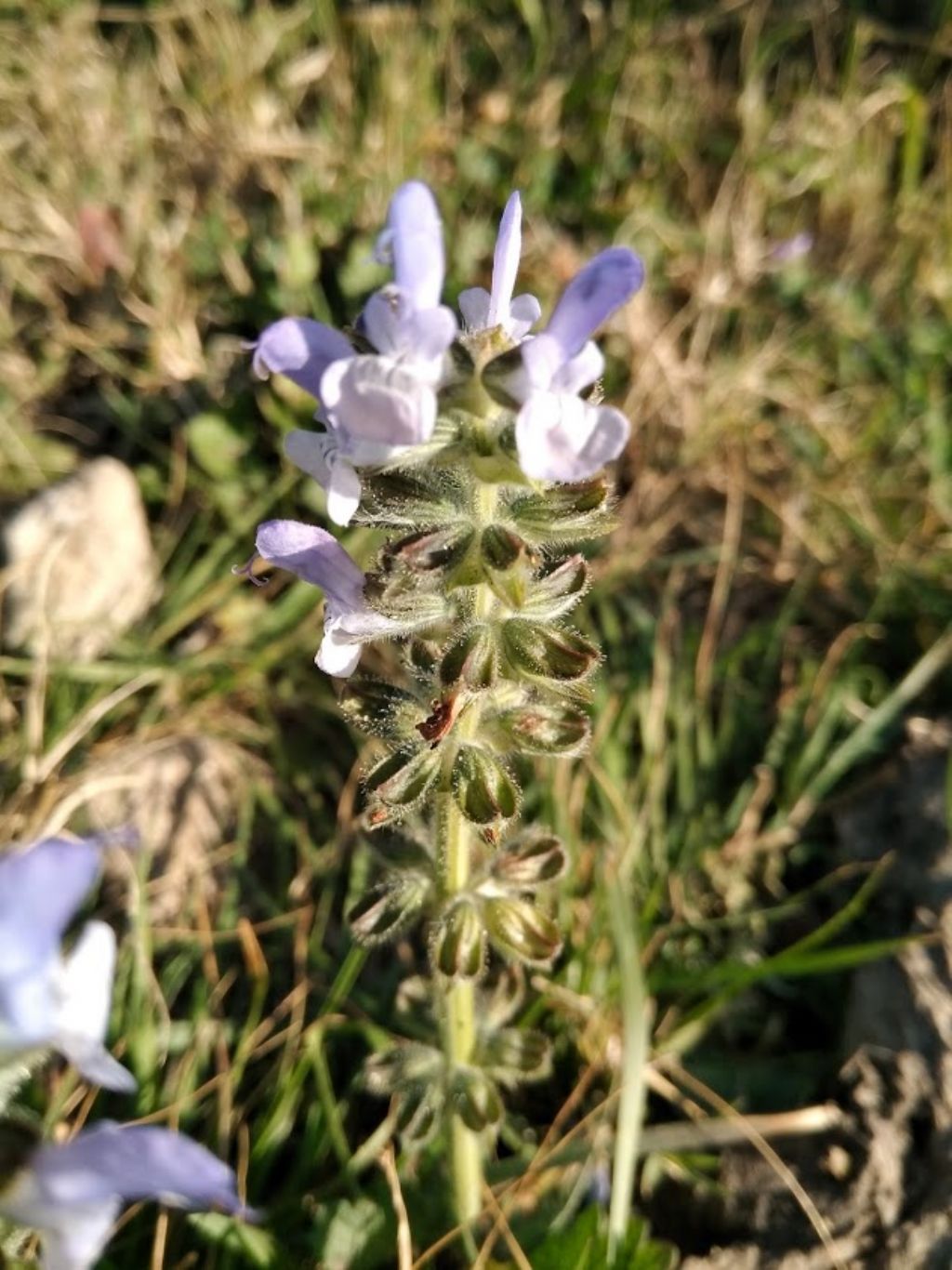 Salvia clandestina (Lamiaceae)