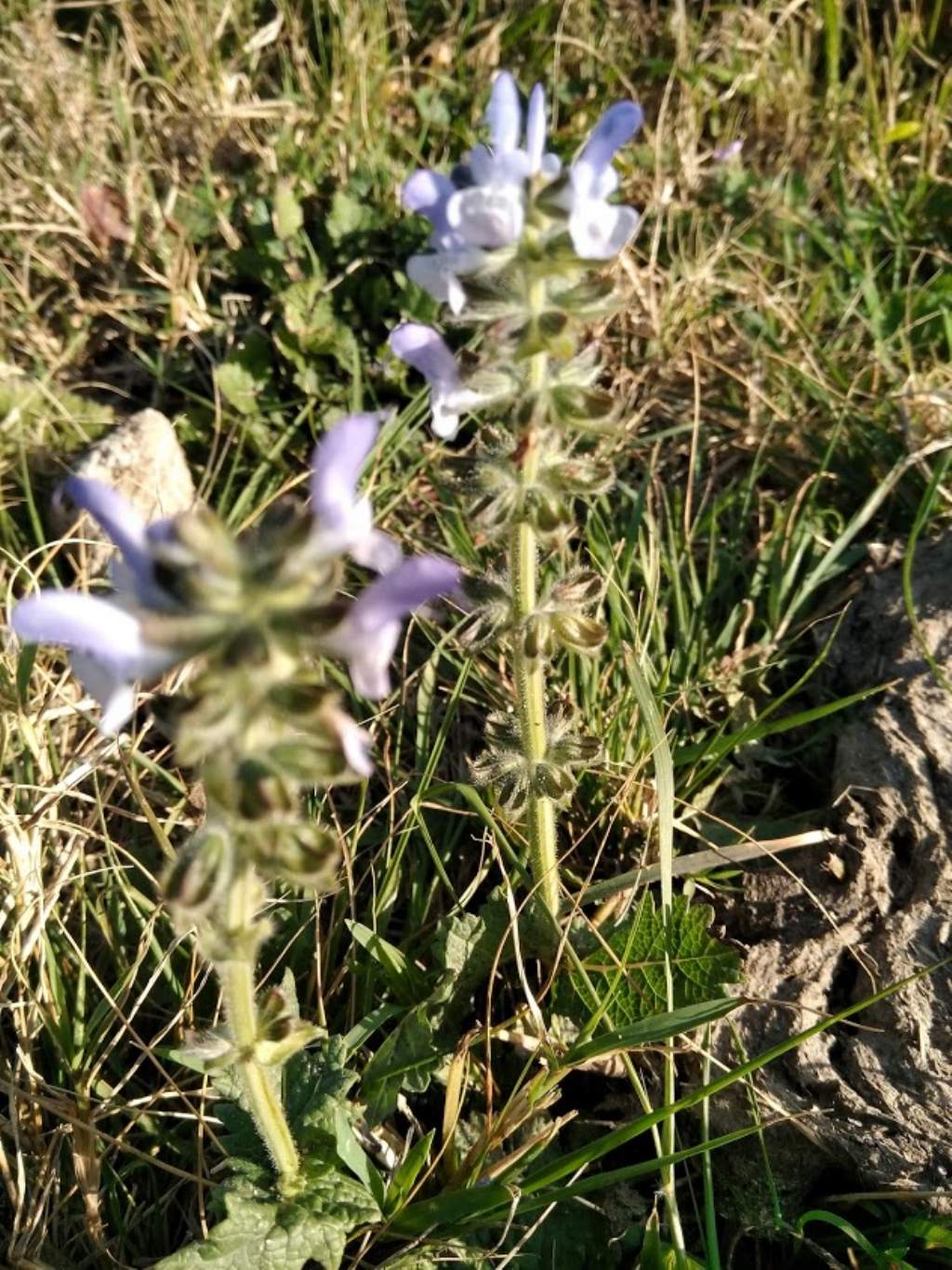 Salvia clandestina (Lamiaceae)