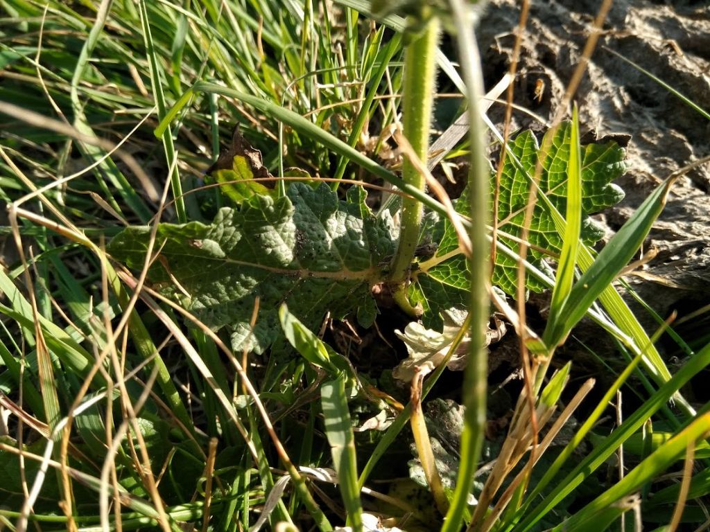 Salvia clandestina (Lamiaceae)