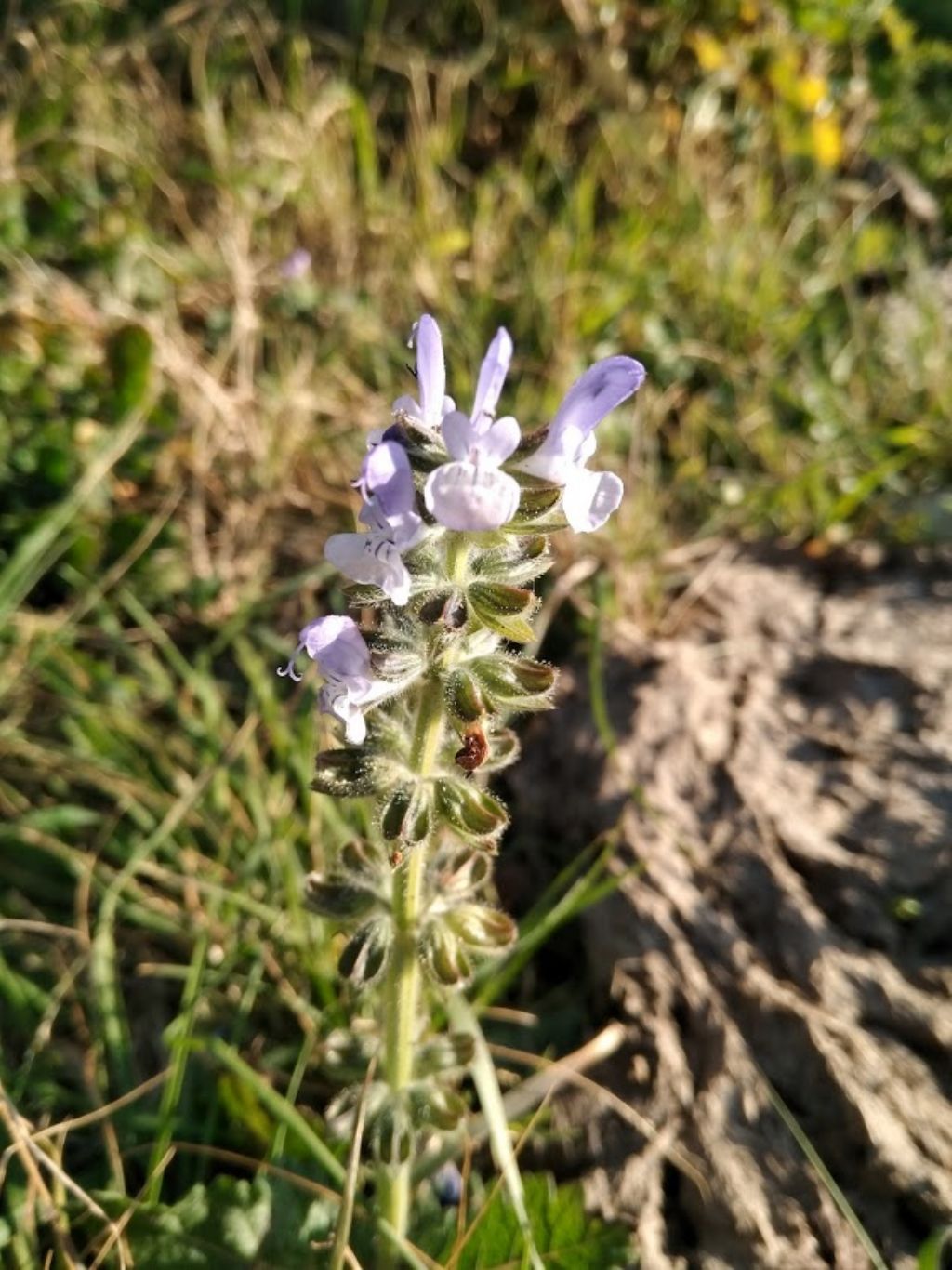 Salvia clandestina (Lamiaceae)